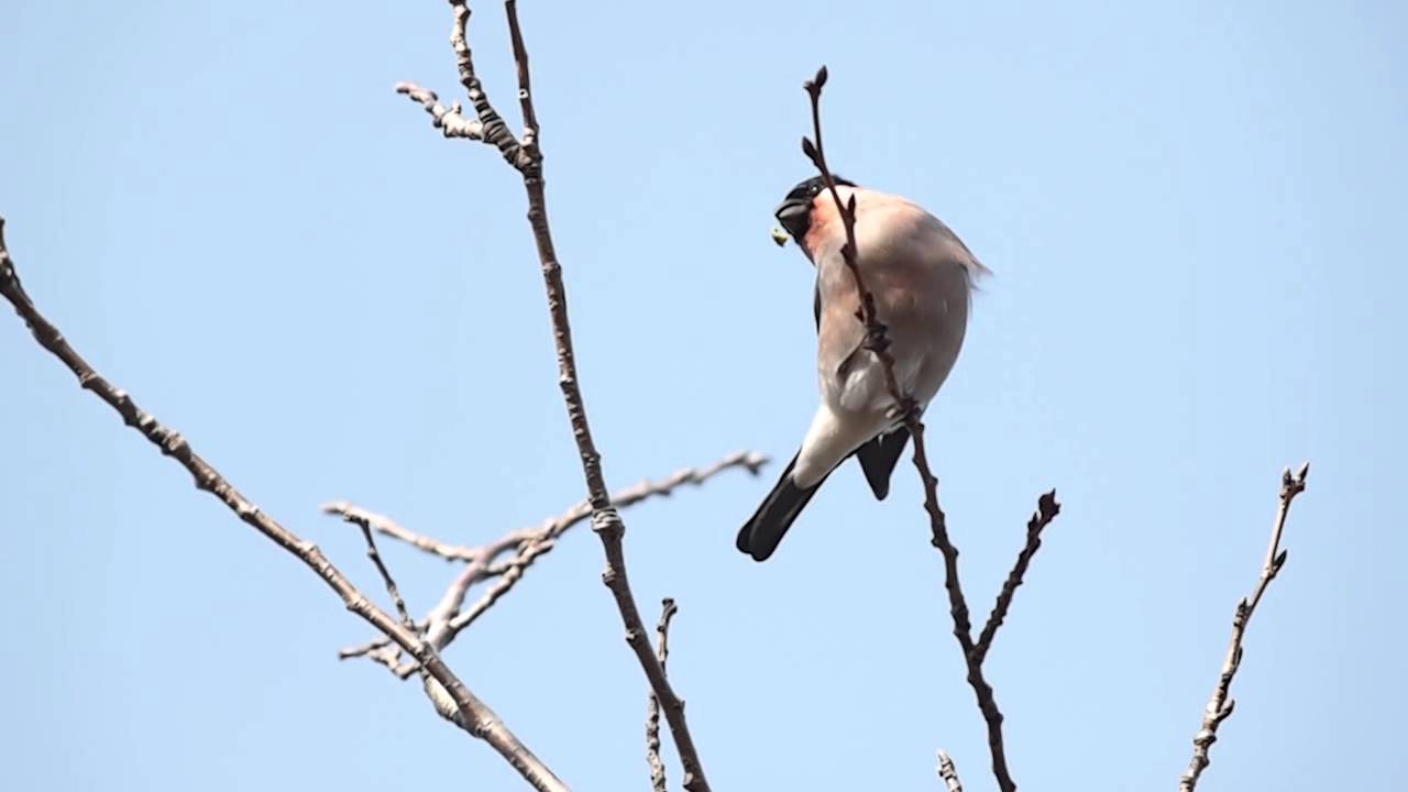 サクラの冬芽を食べるウソ