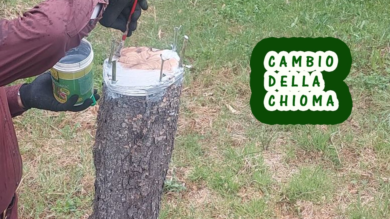 Innesto di un ulivo adulto. Come e quando innestare l'olivo a corona e quali marze utilizzare?