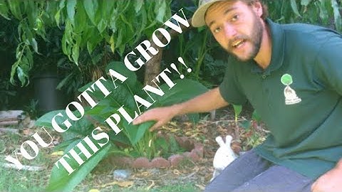 Comfrey Chop and Drop