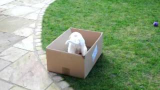 Irish red and white setter puppy playing with box(12 week old Irish red and white setter puppy playing with cardboard box in garden decimated since her arrival!, 2011-03-03T21:05:24.000Z)