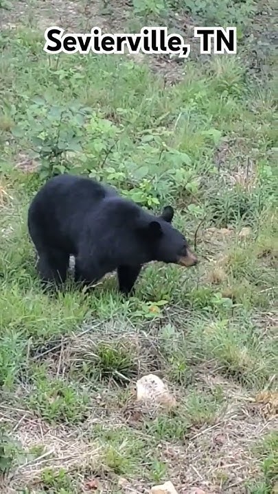 Sevierville Family'S Close Call: Black Bear'S Unexpected Visit - cdwhfbz
