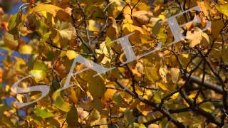 Yellow birch leaves against the blue sky. 4K.