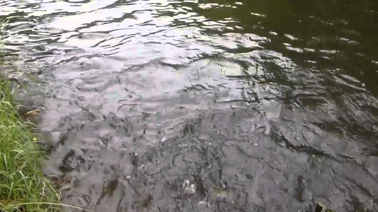 Trout Farm YouTube