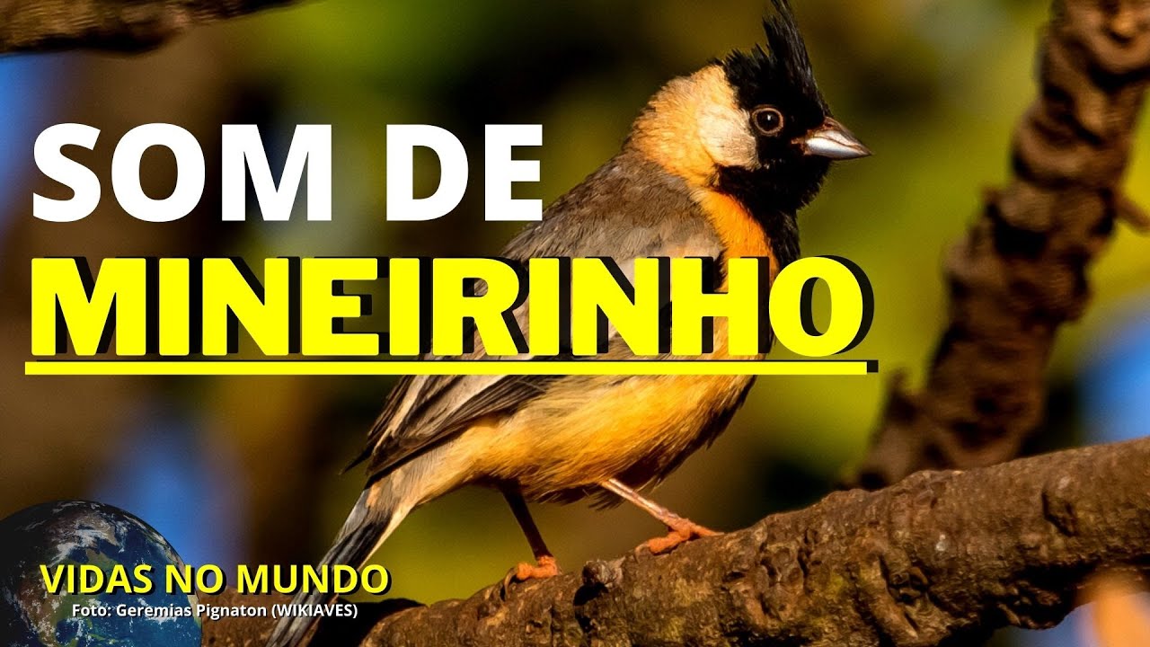🎵 🎵 SOM DE MINEIRINHO (Charitospiza eucosma) Coal-crested Finch
