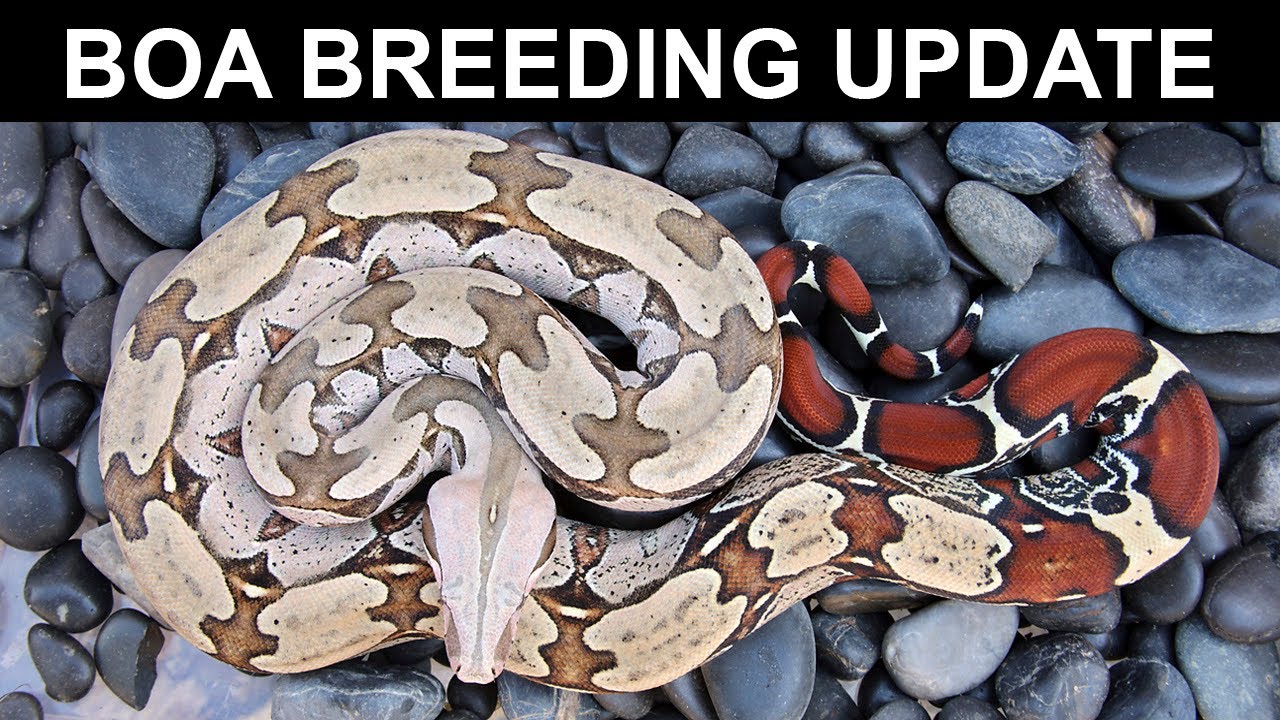 Обновленная информация о разведении удавов: 14 января 2026 г.