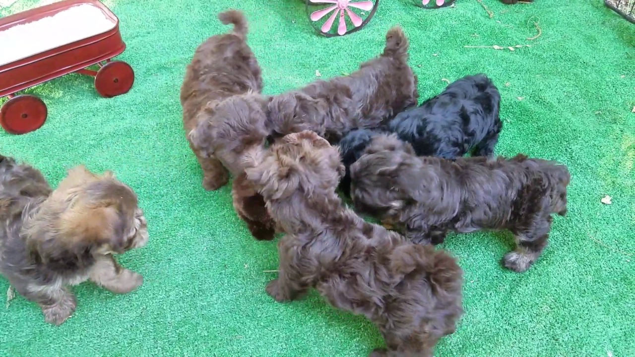 CHOCOLATE HAVANESE PUPPIES PLAYING WITH MECHANICAL PUPPY ...