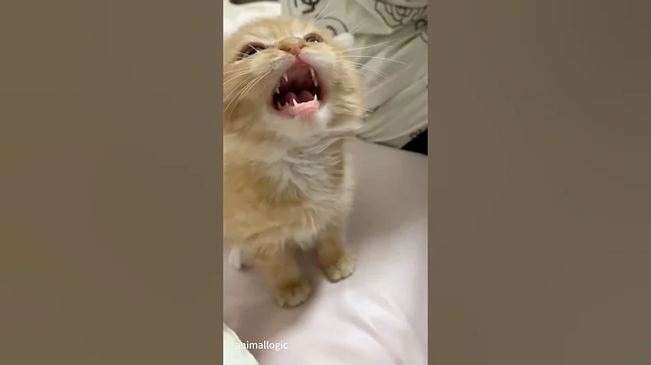 Watch the video about Every cat’s meow is unique, #PetTok #CatTok #catlover #petfyp#foryou #funny #funnyvideos #usa