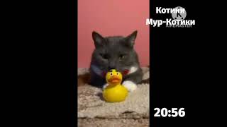 Вырезанный фрагмент - Котинет 19.04.2018