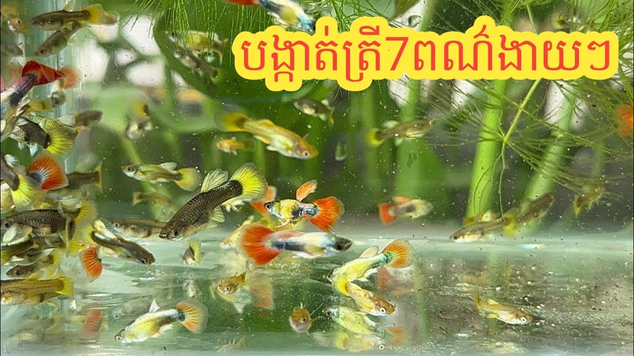 របៀបបង្កាត់ត្រីក្រឹម7ពណ៌ងាយៗបានផលពិតៗ #primitivebettafish 