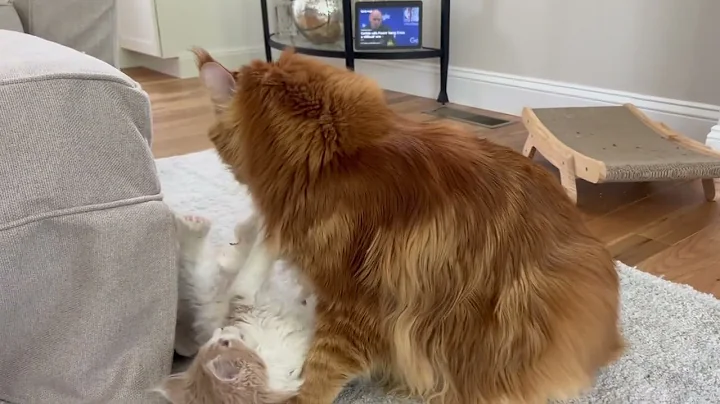 Watch the video about Maine Coon Golden’s Farm Testimonial 😺