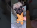 Eye Bleach # 1 || Ministry Of Memes #shorts #memes #cat #cats #dog #bunny #rabbit