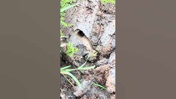 Eel fish catching technique 🎣🐟✅ #sea #fish #eel #fishing 🎣✅