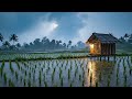 Peaceful Rain Ambience in a Quiet Rice Field Hut at Night for Deep Sleep