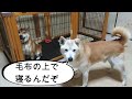 毛布は噛むことよりも眠るものだと2年かけて分かり始めた柴犬まめ