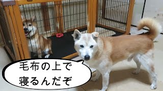 毛布は噛むことよりも眠るものだと2年かけて分かり始めた柴犬まめ