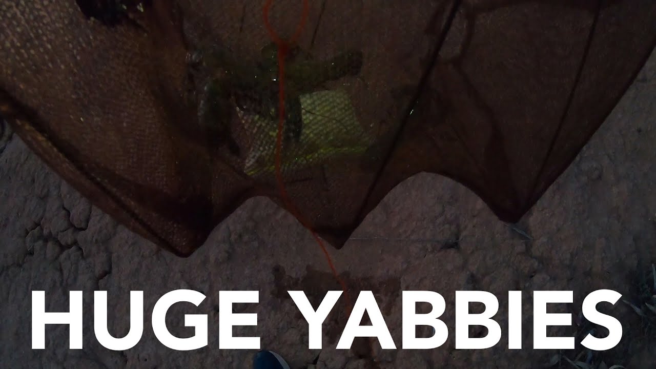 Yabbying ( Huge yabbies ) 