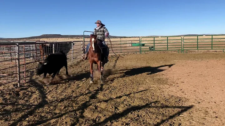 Paige Brandon Working Cows