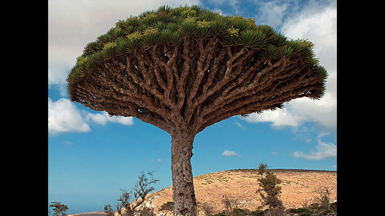 Are you coming to the tree. Are you coming to the tree