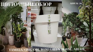 Цветочный обзор Familia, Син, Hoff, OBI, RONI Green House, Ашан / Апрель ‘24