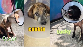 Heartbreaking | I'm confused because three poor dogs are now at the vet. by StreetDogsCH 91 views 1 month ago 8 minutes, 57 seconds