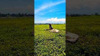 Kericho Tea Plantations In Kenya