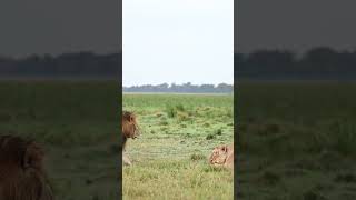 Lionesses scared of nomadic male lion #wildlife #lion