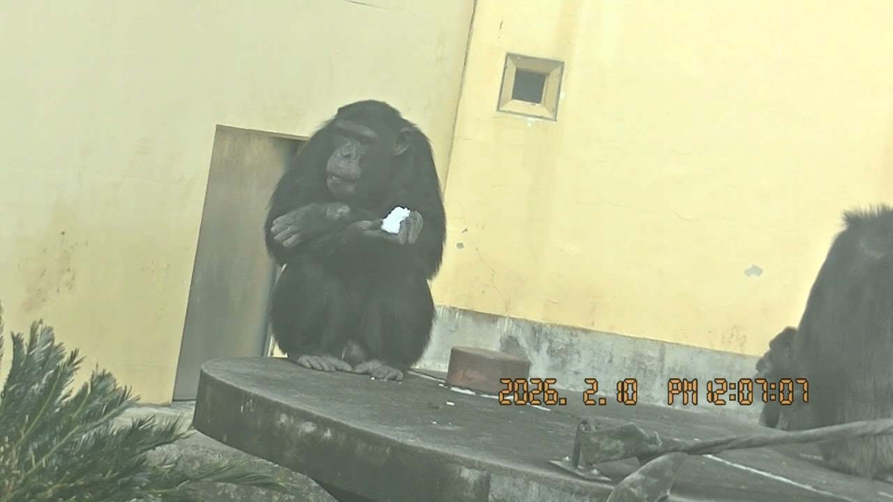 にいに 2026．2．10 - YouTube