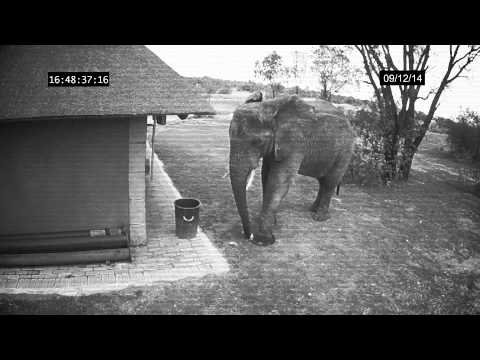 Elephant caught on CCTV cleaning up the trash