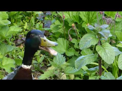 two-male-duck-fighting---anas-platyrhynchos---andaslagur---stokkendur---fuglar