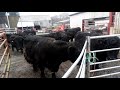 Welsh black cattle