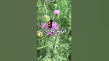 #تلاوة #اكسبلور #قرآن #النحل #تلاوة_خاشعة #سورة_النحل #ناصر_القطامي #القطامي #راحة_نفسية #خلق_الله