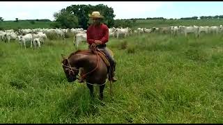 Primeiro Video- Doma racional em cavalos de campo