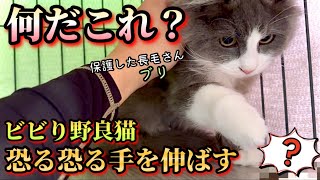 生まれて初めての【物体】にビビり猫の反応は #8