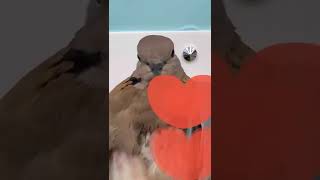 درمان و رهاسازی کبوتر یاکریم قمری دامپزشکی دامپزشک پرندگان