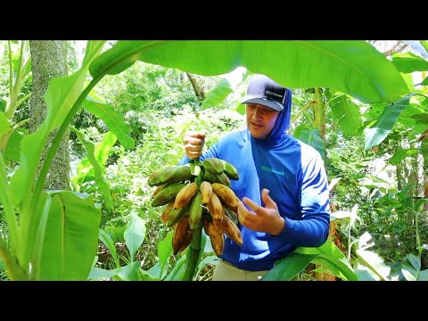 Wideo: Zbieranie drzew bananowych: wskazówki, kiedy i jak zbierać banany w domu