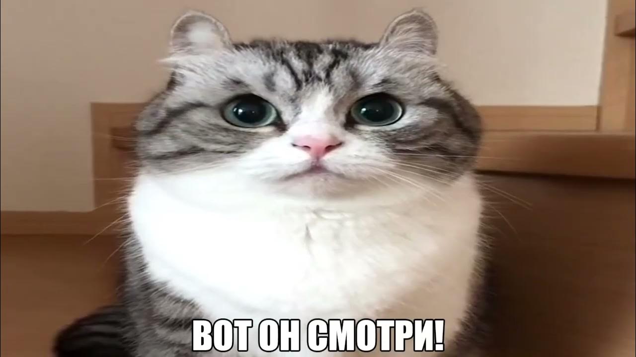Веселые картинки - Форум о бесплатных мини играх и казуальных играх