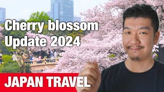 Spring Travel Tips - Japans Cherry Blossom Updates 2024