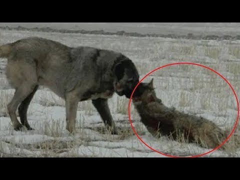 Video: Das MÄCHTIGSTE Anti-Hundekampf-Video, das Sie jemals sehen werden