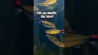 Can you name this Tetra?
Can you identify this tetra? π π§π·
Feel free to leave a comment
Filmed this week by @chrislukhaup in the waters of Mato Grosso, Brazil π«ΆπΌ
Accompanied by
@caminhosdesconhecidos
@AquariumCoop
#aquarium
#matogrosso
#fishkeeping
#tetra
#natureaquarium Can you name this Tetra?