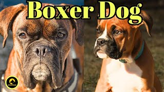 Pros and Cons of the Boxer Dog