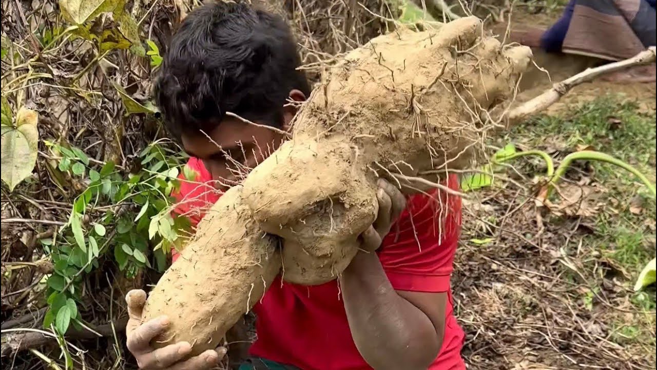পরিচর্যা ছাড়ায় আধা মণ ওজনের মেটে আলু। #agriculture #potato #village
