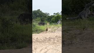 Young Lions Try Their Luck On Large Buffalo