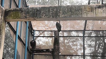 Vultures - Photographing the Antiheroes of Our Ecosystems | Exposure