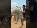 (✨నల్లచిరుతలు✨)..
