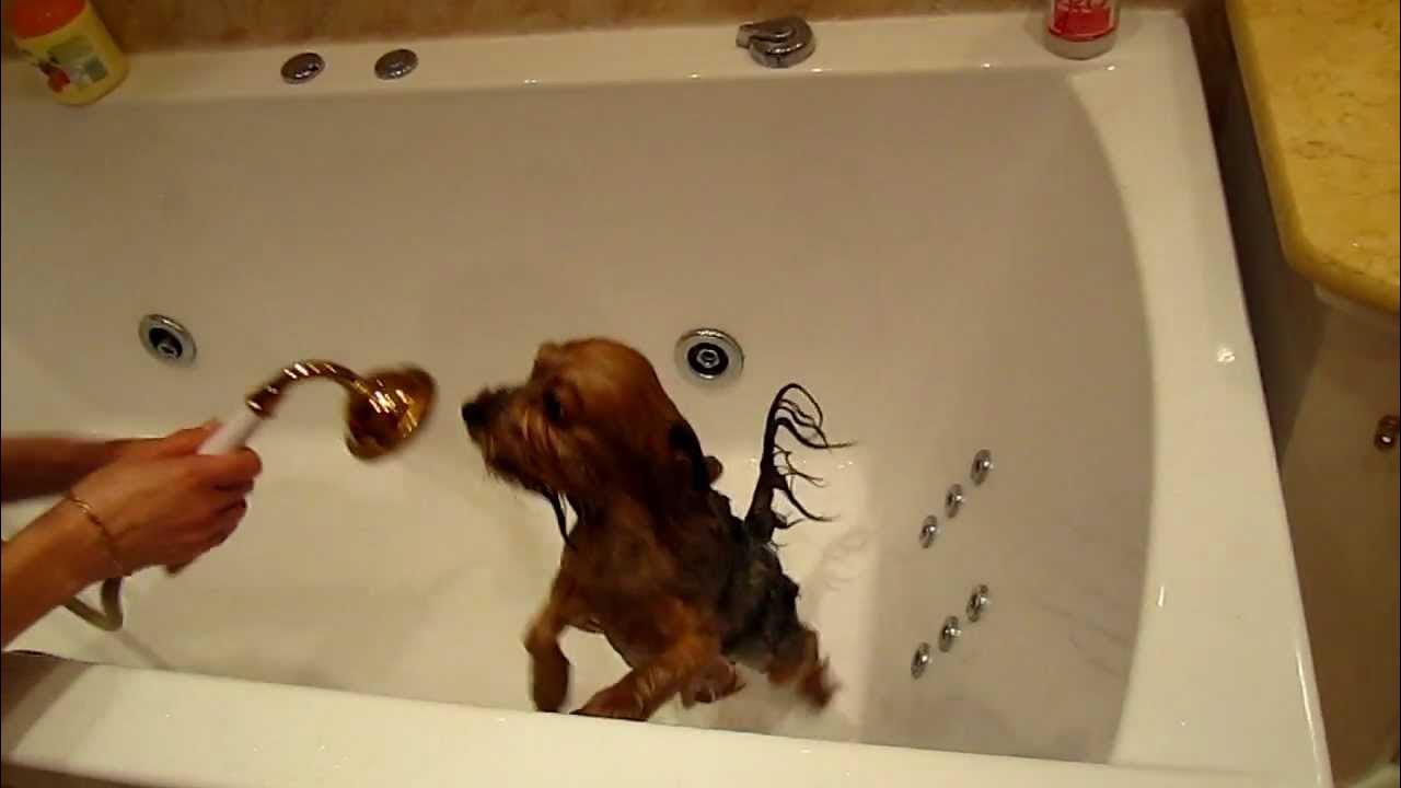 Когда можно купать собаку после. Йорк моется. Йоркширский терьер моется. Купание собаки Йоркширский. Йоркширский терьер в ванной.