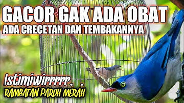 Rambatan Paruh Merah Gacor GAK ADA OBAT Cocok Buat Masteran Murai Batu Kacer C Ijo