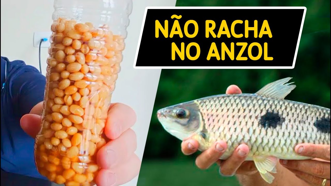 SOJA MACIA E GRANDE PARA PESCAR PIAU E PIAPARA.