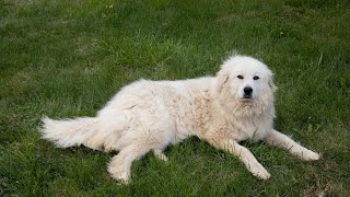 Discovering the Majestic Great Pyrenees: Events & Shows!