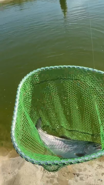 Озерная форель на ультралайт #fishing #рыбалка #улов #fish #форель ...