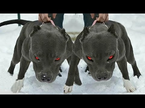 世界上最危险的6大恶犬,超出你的想象!藏獒看到都要怕三分! - YouTube